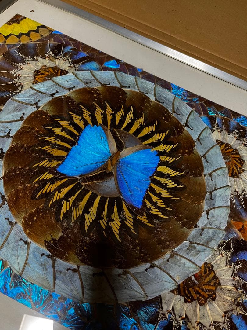 本日のみ　モルフォ蝶　蝶画 羽細工 羽絵 蝶羽アート　インテリア　芸術