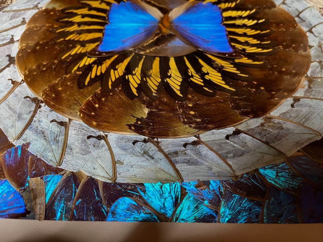 本日のみ　モルフォ蝶　蝶画 羽細工 羽絵 蝶羽アート　インテリア　芸術