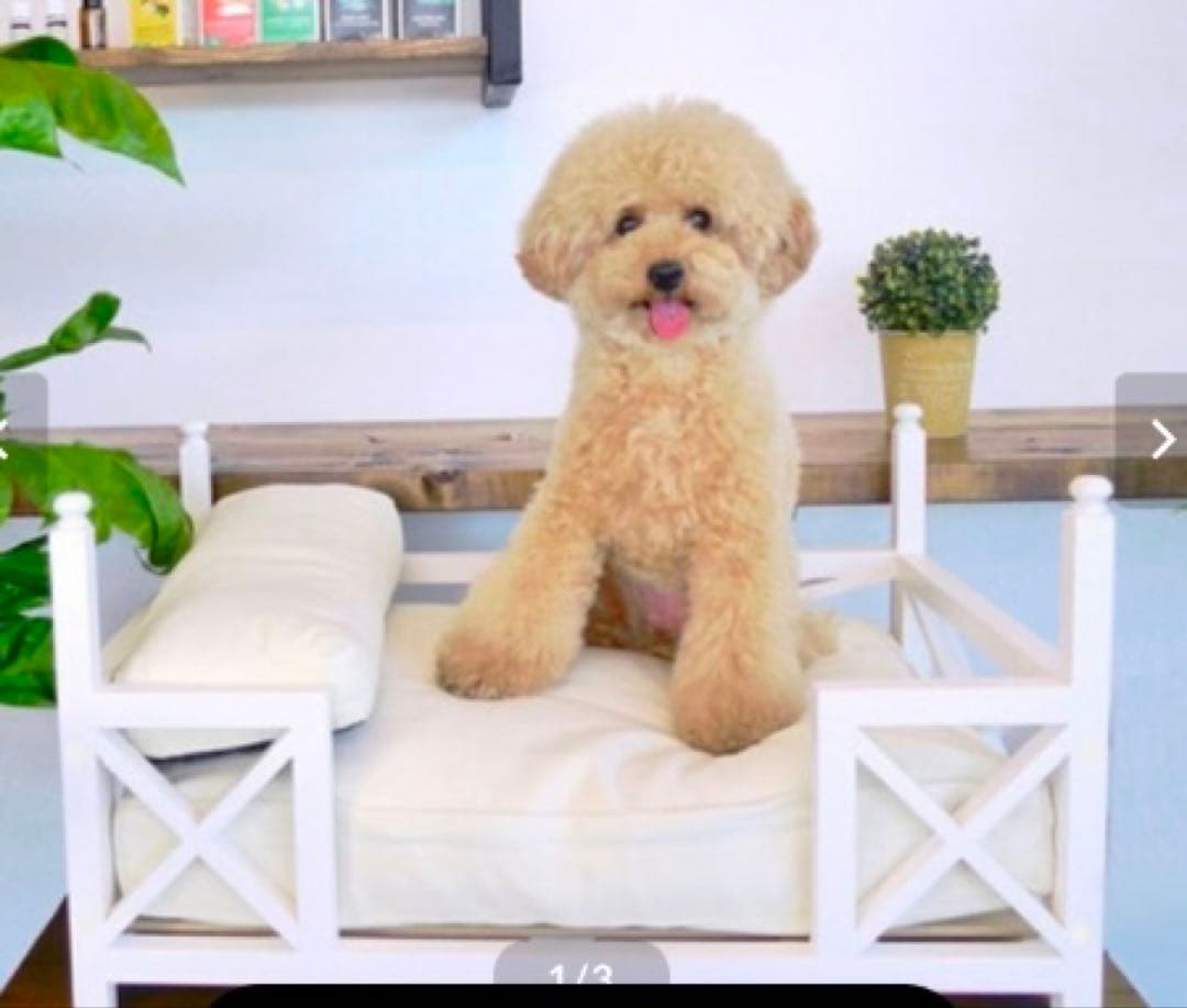 新品　木製ベッド・クッション付き　65✖️45cm