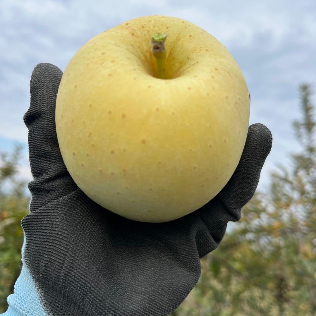 山形県産りんご　サンふじ＆はるか　贈答用　3キロ10玉フルーツキャップ詰め×3箱