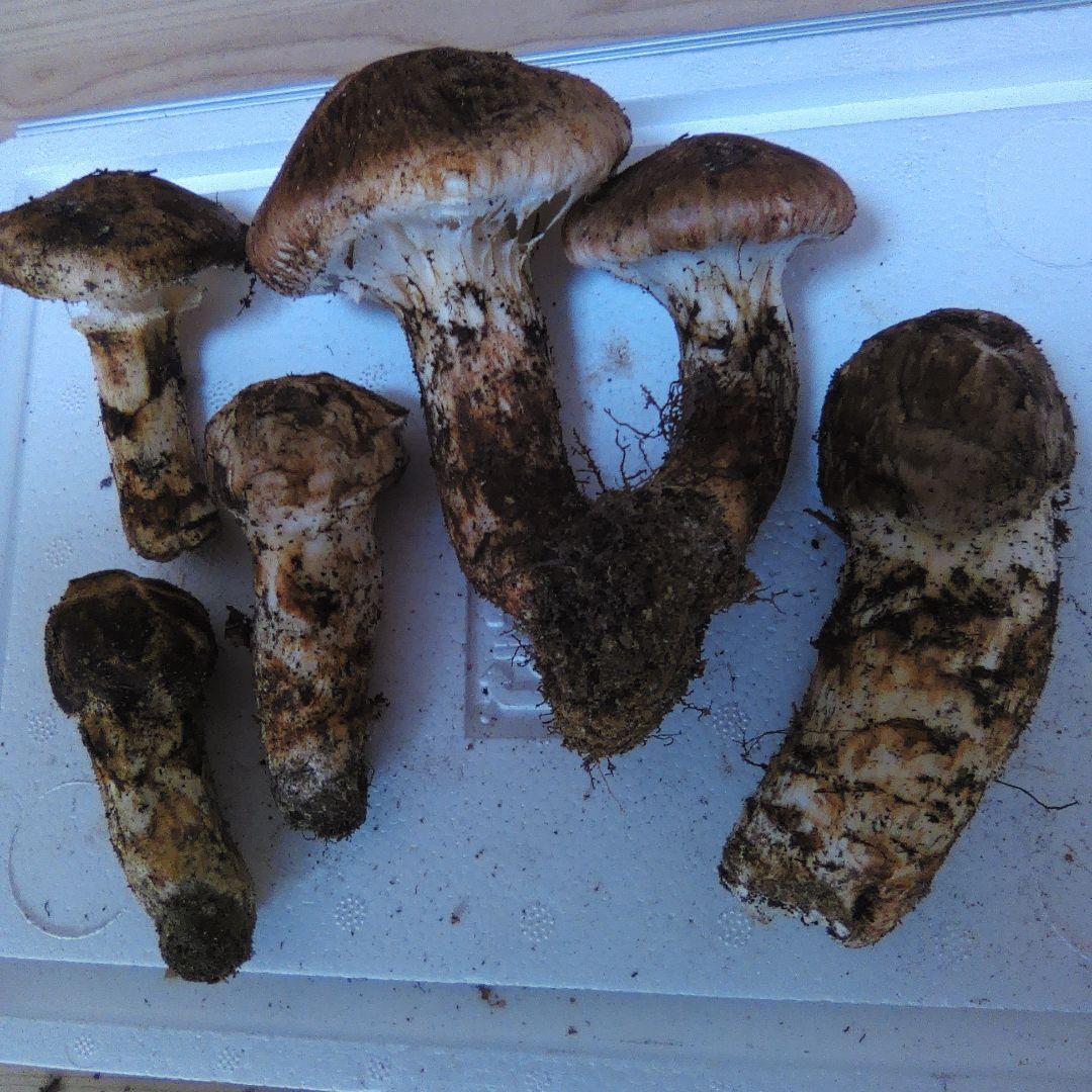 10/14朝採れ　広島県産　松茸　208g