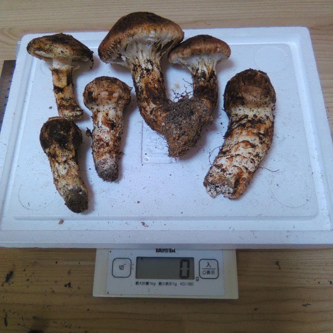 10/14朝採れ　広島県産　松茸　208g