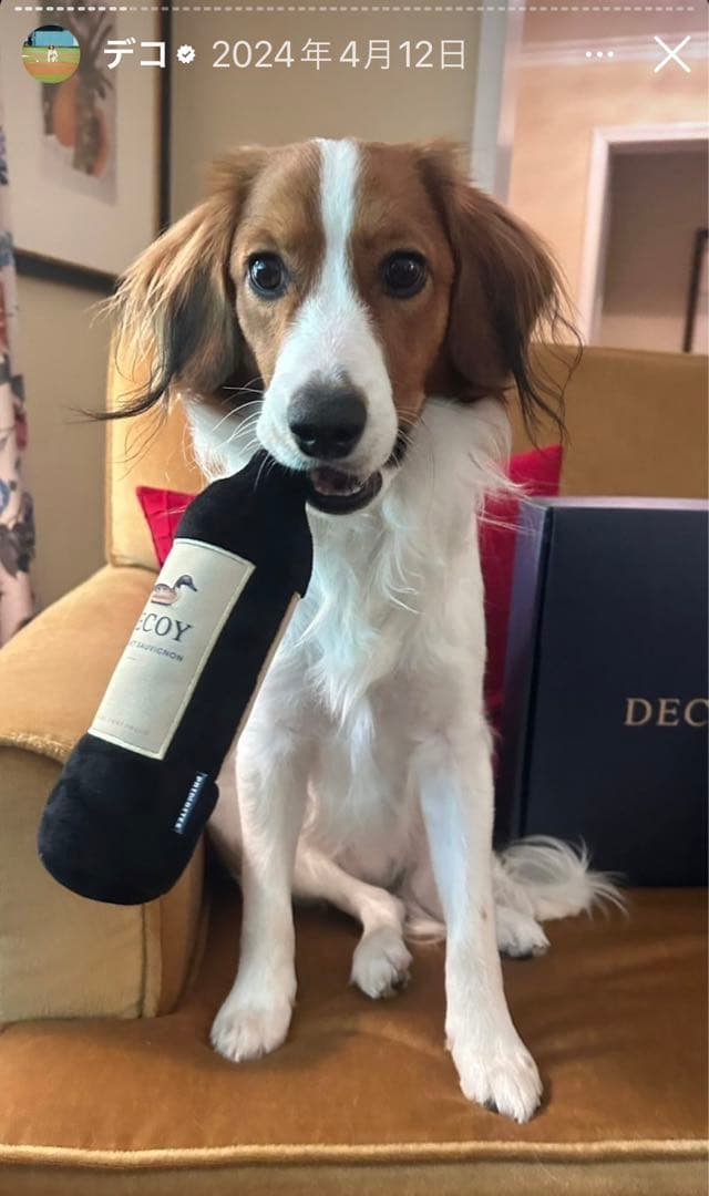 新品・未使用　MVP 大谷翔平 Decoy デコピンワイン 犬用おもちゃ 非売品
