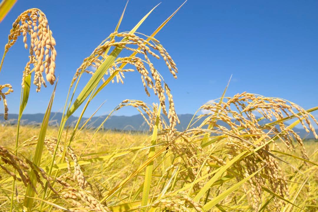 無農薬 佐渡産コシヒカリ10kg