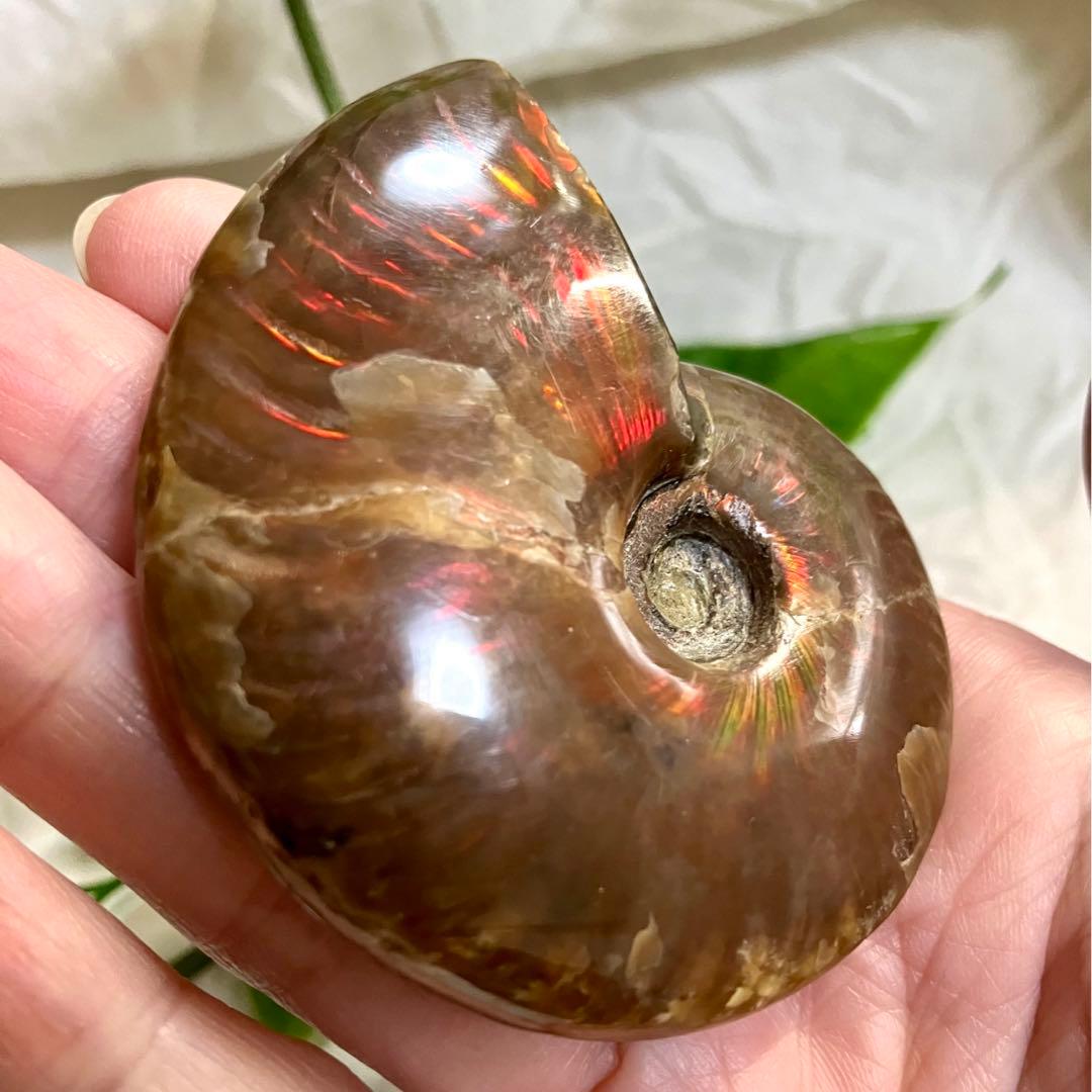 天然石 アンモライト アンモナイト 73g 6.5cmマダガスカル 鉱物標本