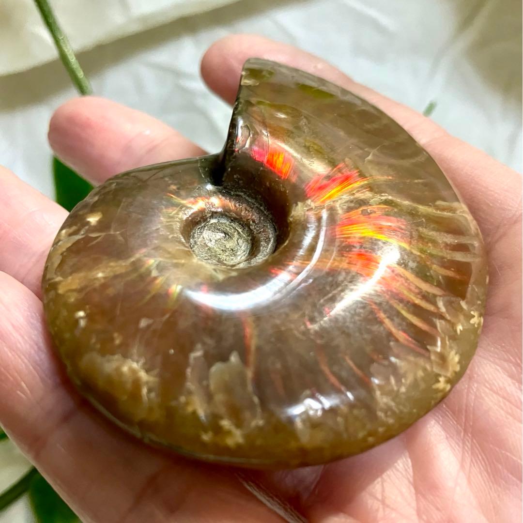 天然石 アンモライト アンモナイト 73g 6.5cmマダガスカル 鉱物標本