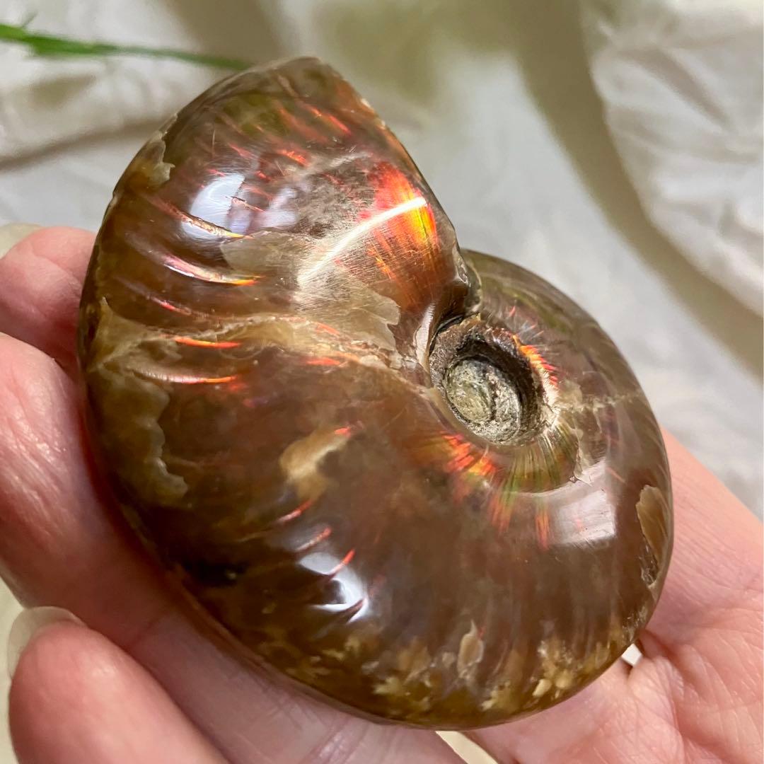 天然石 アンモライト アンモナイト 73g 6.5cmマダガスカル 鉱物標本