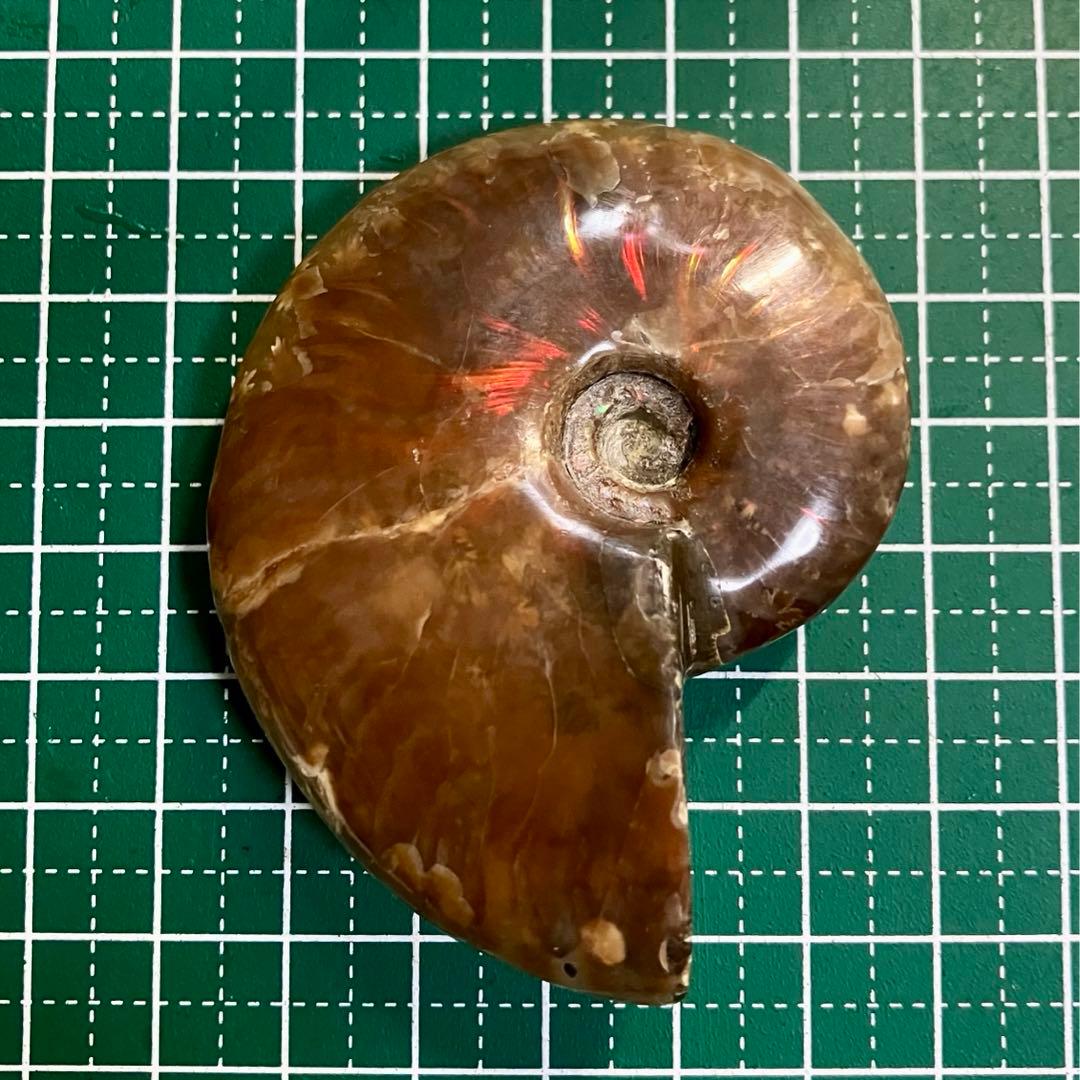 天然石 アンモライト アンモナイト 73g 6.5cmマダガスカル 鉱物標本