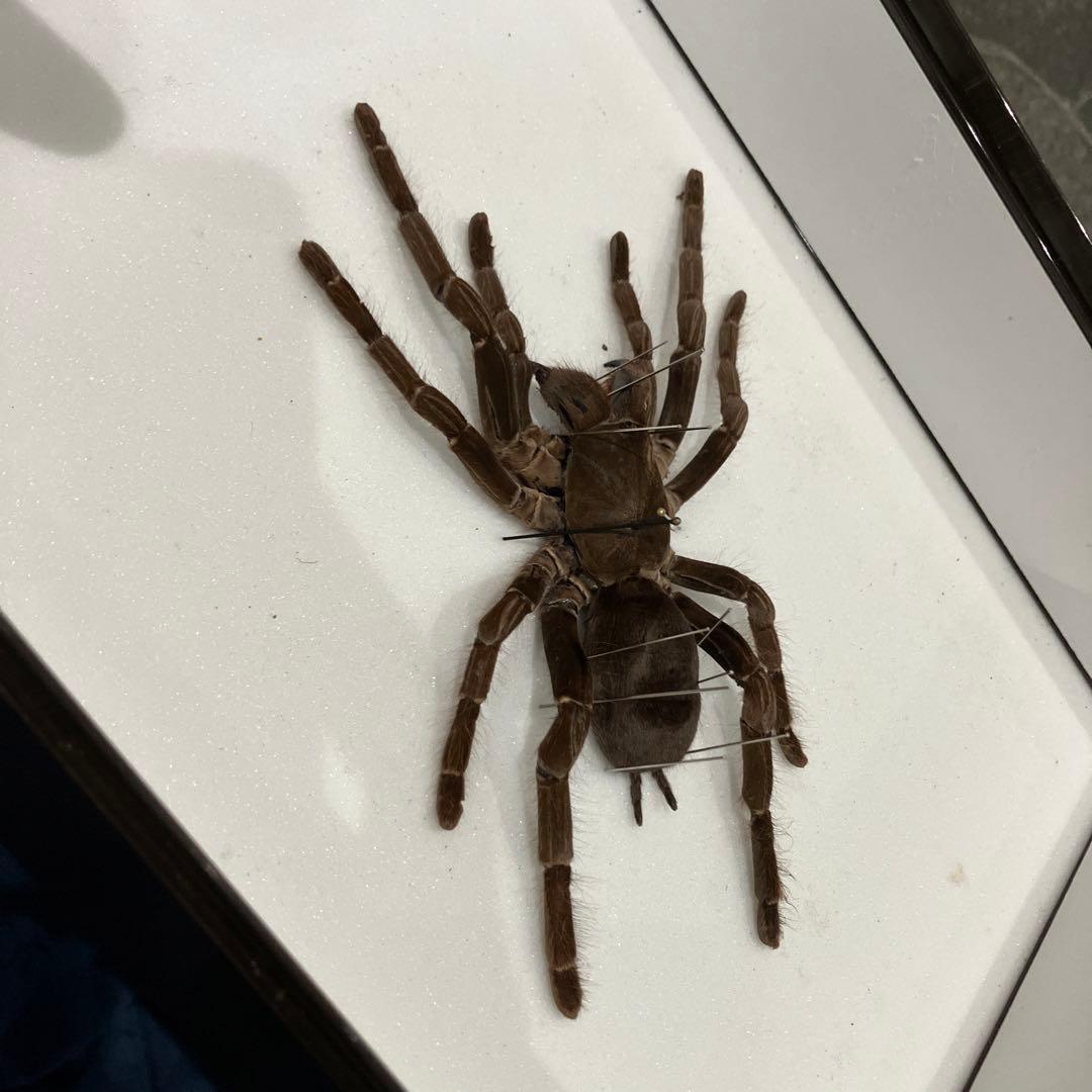 タランチュラ！