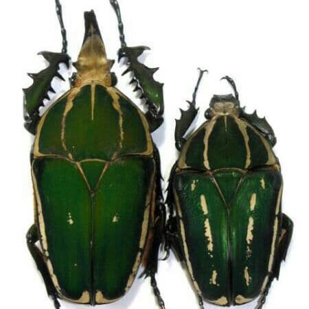 南コンゴ産 ポギーオオツノカナブン ペア 82mm 62mm