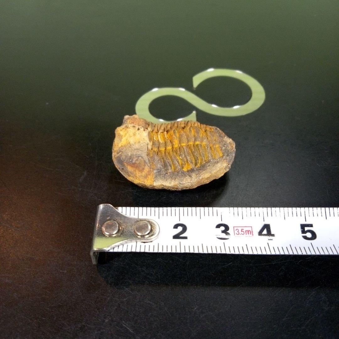 三葉虫　化石　fossil　ボリビア産　trilobite　海生動物識別⑨