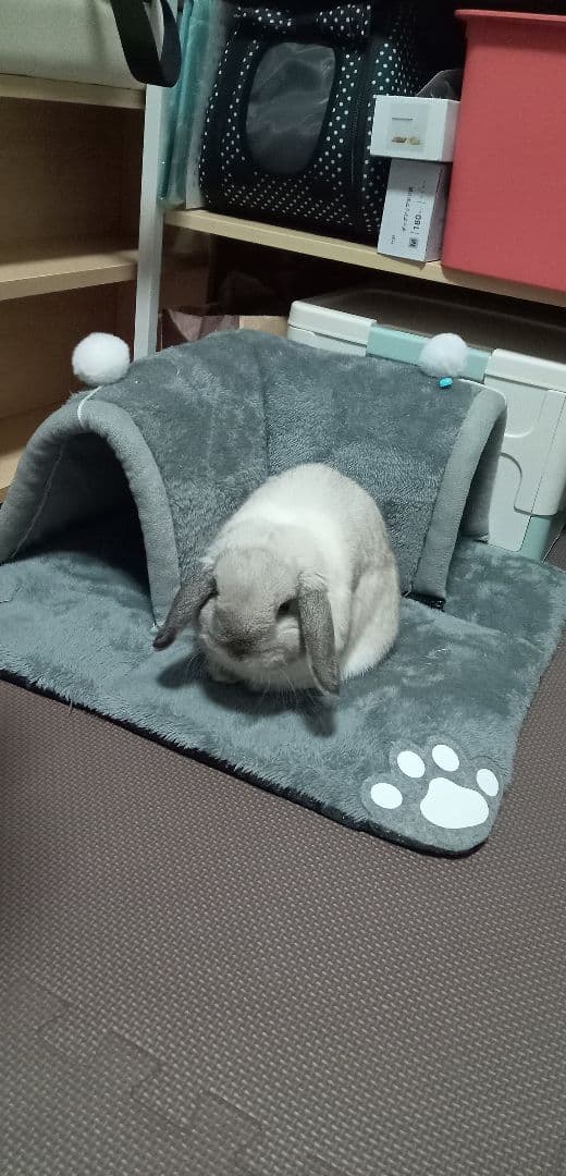 まる うさぎマーリン4枚 マダムミムキツネ 4枚