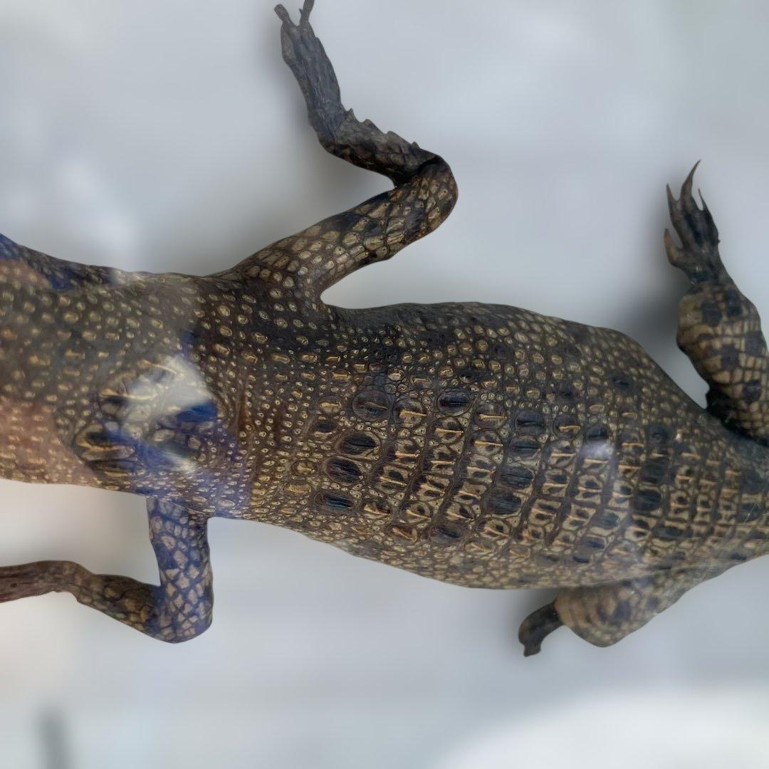 (458)メガネカイマンの幼体と言われる剥製です。