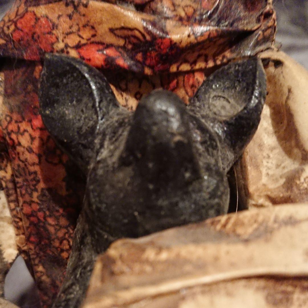 アメリカンヴィンテージ紙張り子黒豚を抱くおばあちゃんドール、人形