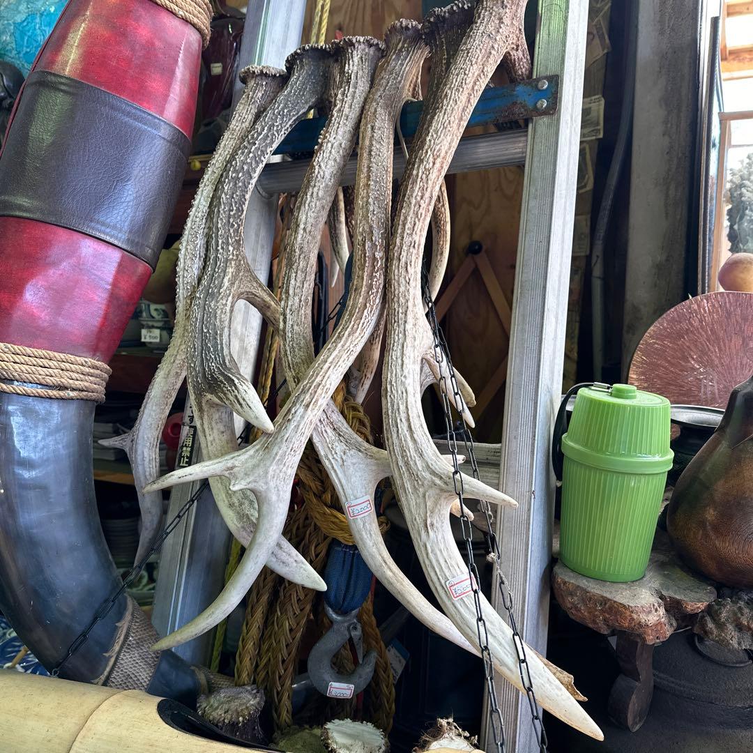 鹿の角まとめ売り10本セット
