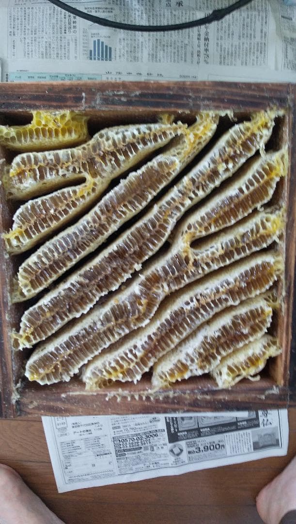 日本ミツバチの百花蜜　1000ｇ