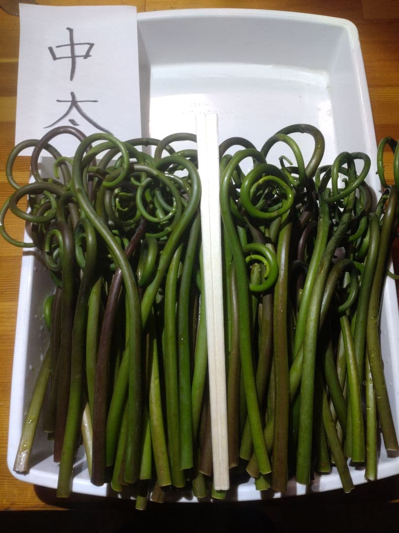 令和7年度秋田県産天然乾燥ゼンマイ500g(極太)03