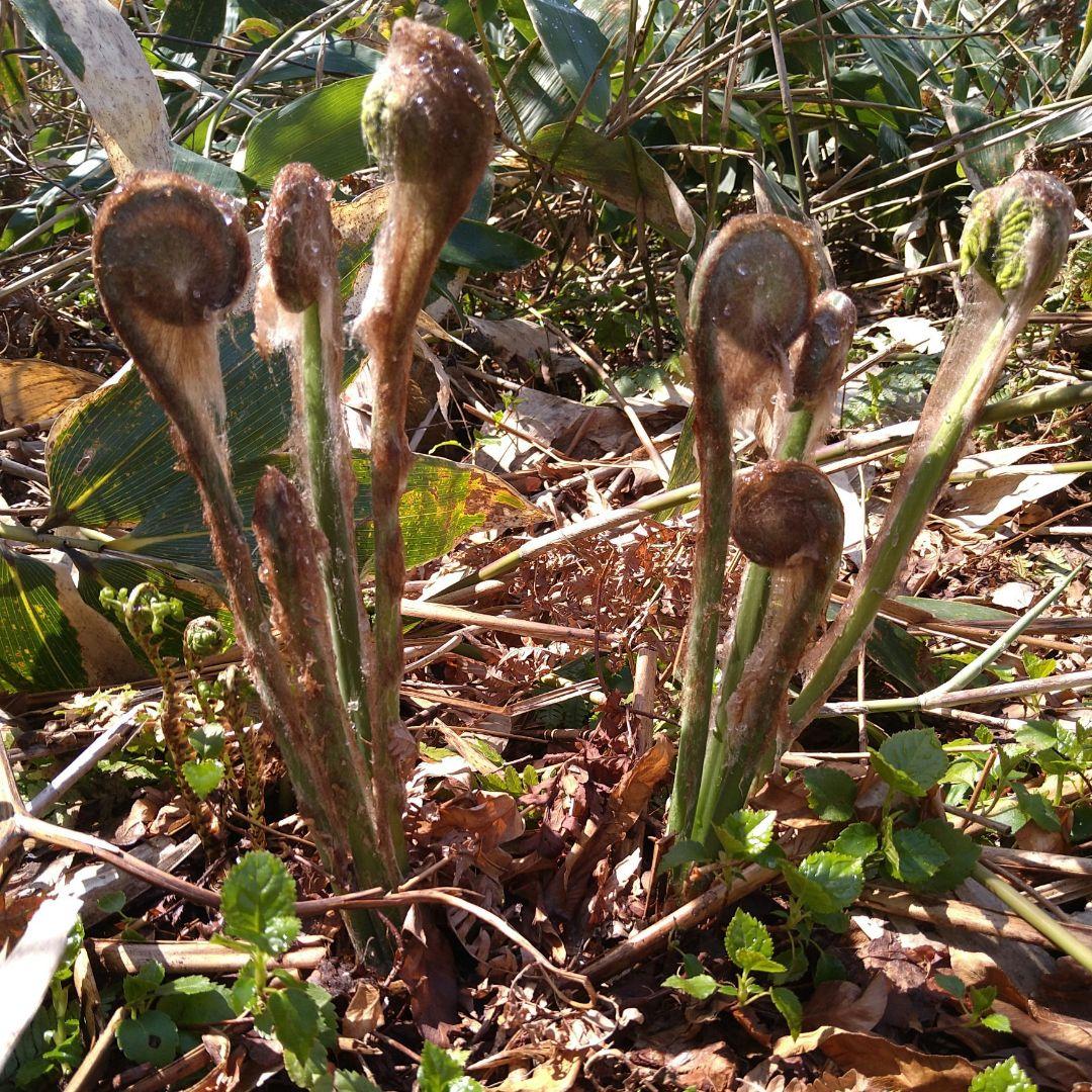 令和7年度秋田県産天然乾燥ゼンマイ500g(極太)03