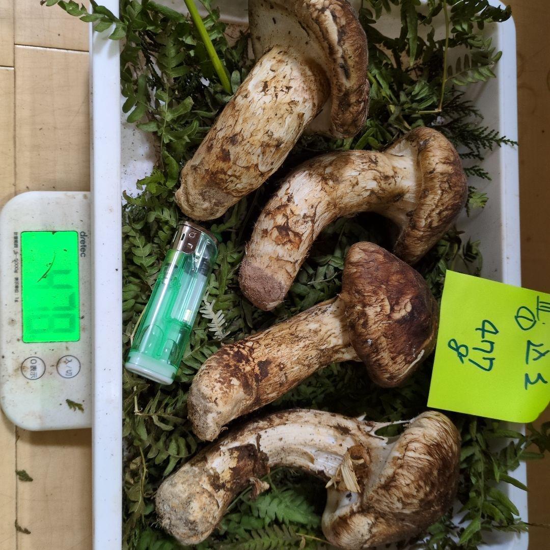 和歌山松茸　　新鮮朝市　込み込み　477㌘