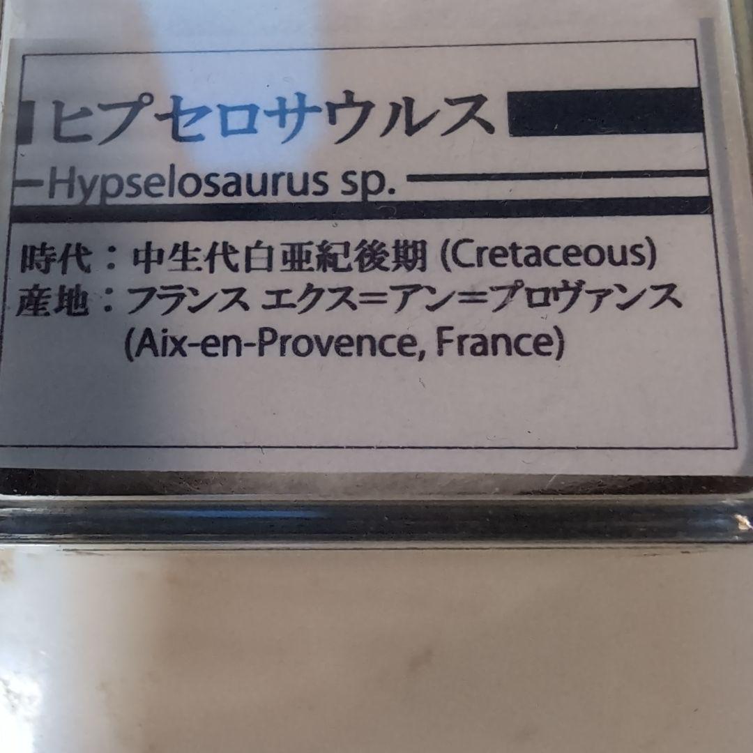 本物　恐竜　ヒプセロサウルスの卵殻の化石　フランス　ラベルケース付き