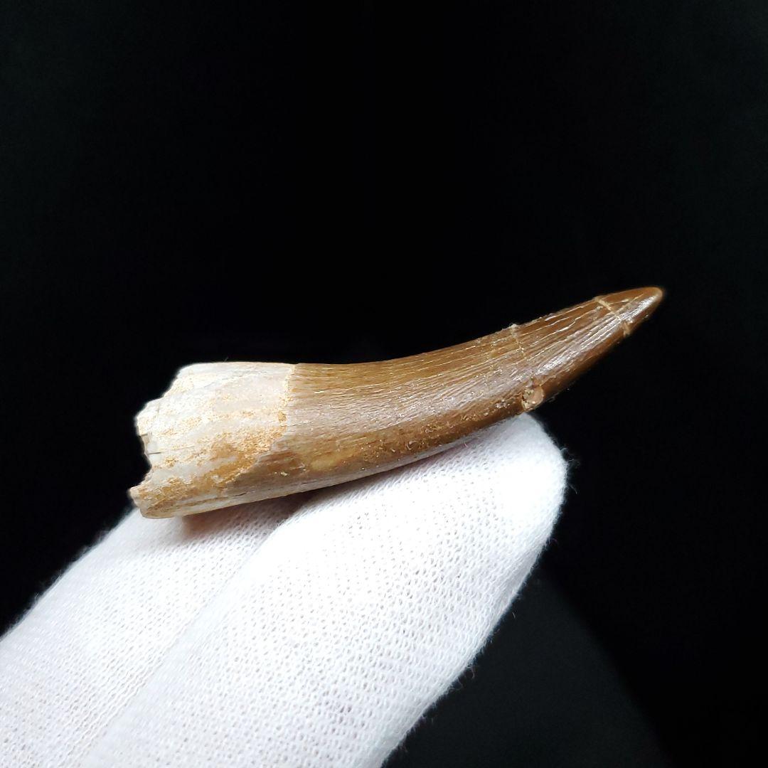 プレシオサウルス 化石 歯 本物 モロッコ産 48.5mm ケース付き pr99