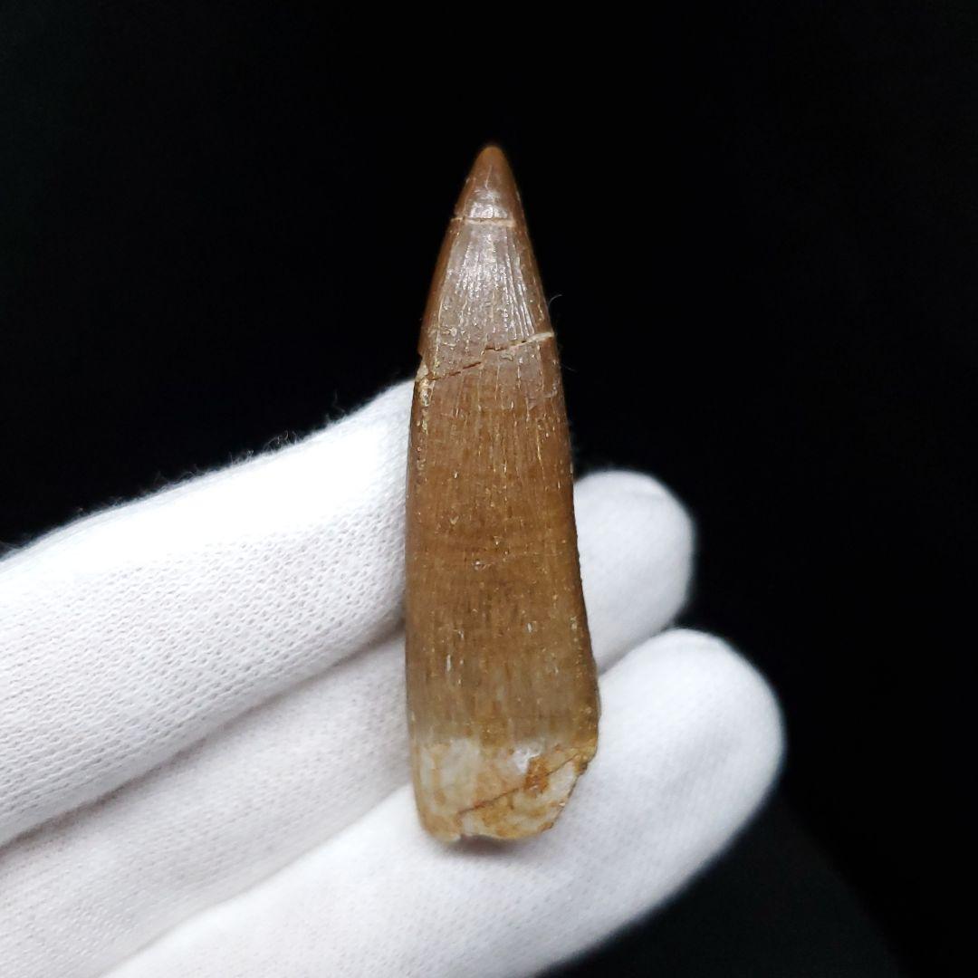 プレシオサウルス 化石 歯 本物 モロッコ産 48.5mm ケース付き pr99