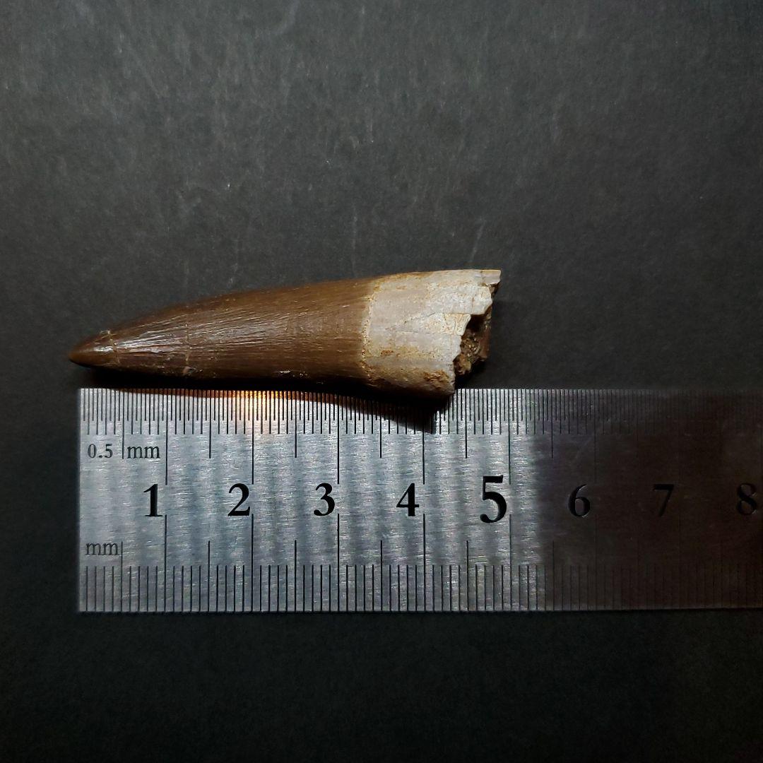 プレシオサウルス 化石 歯 本物 モロッコ産 48.5mm ケース付き pr99