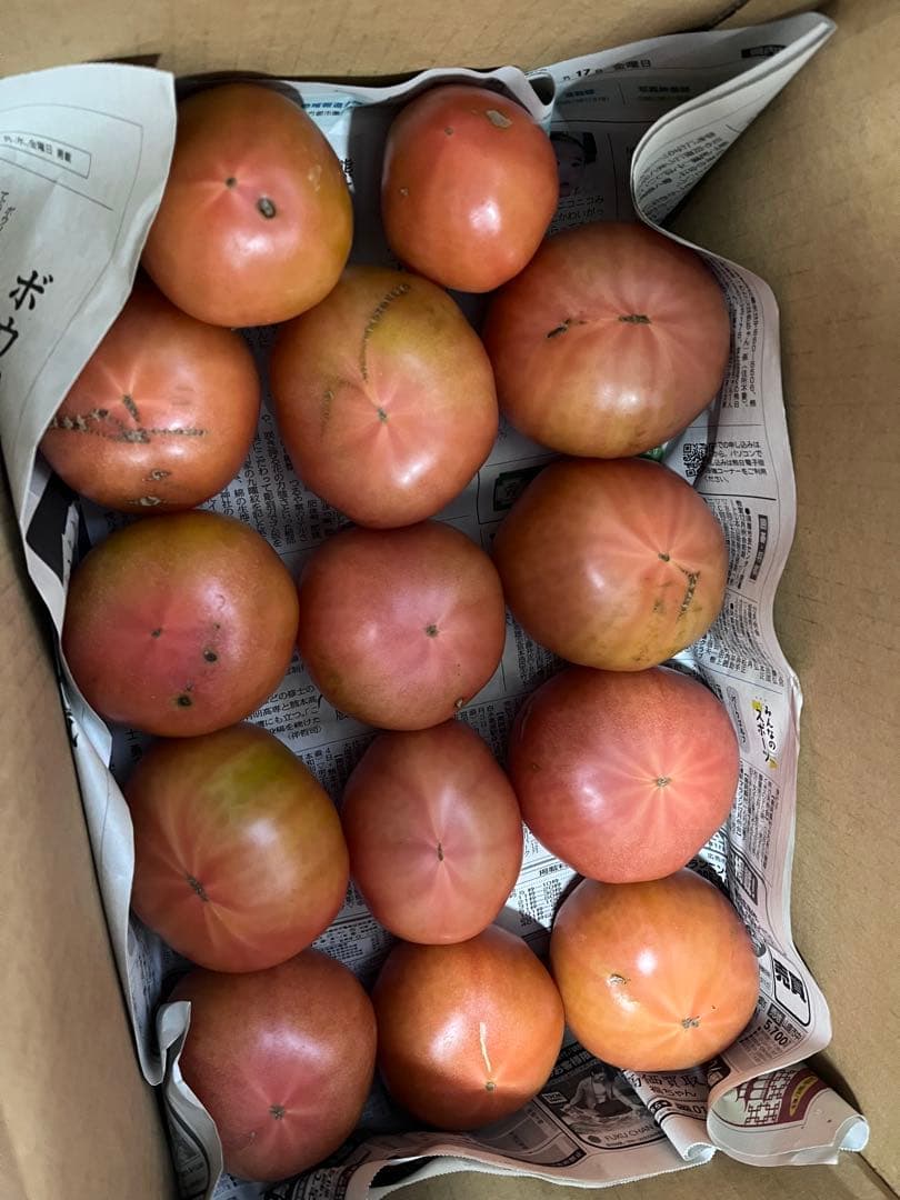 あきです☺️16日(月)出荷‼️訳ありトマト9キロ以上