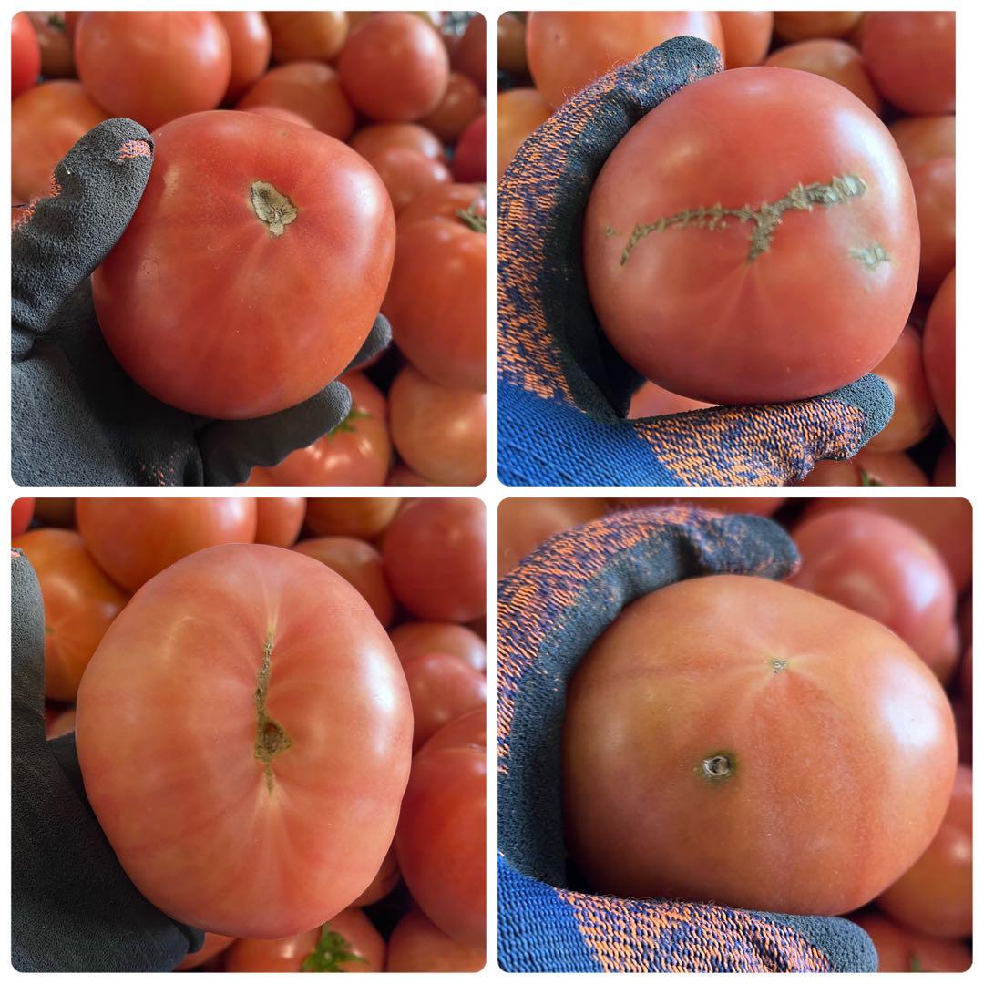 あきです☺️16日(月)出荷‼️訳ありトマト9キロ以上