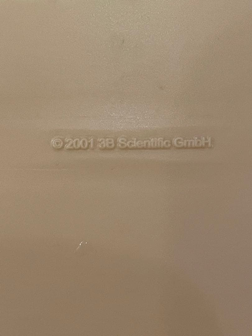 皮膚模型　骨格模型　人体模型　3B Scientific エステ　美容